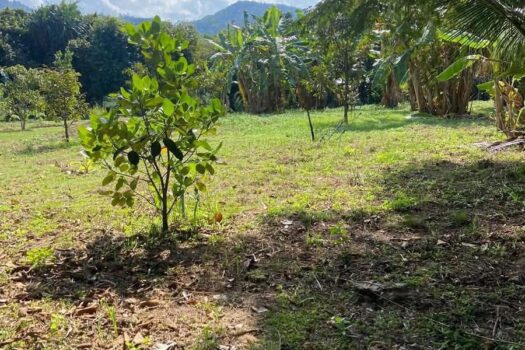 Flatland for long term rental -leasehold